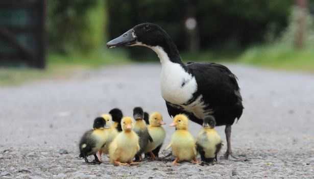 Brutto anatroccolo: teorema 