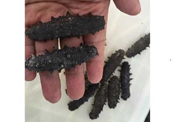 Cetrioli di mare: cosa sono