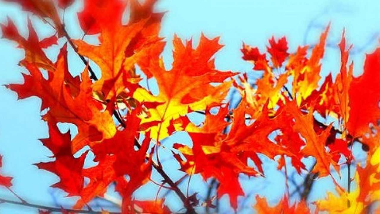 Colori Caldi E Freddi Idee Green