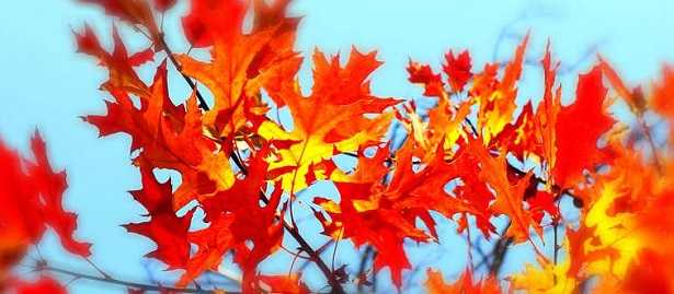 Colori caldi palette  