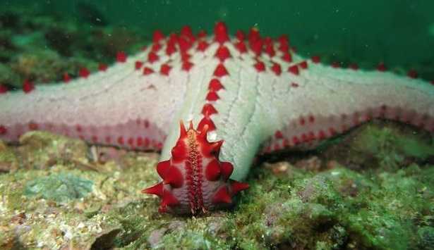 Echinodermi Echinodermi