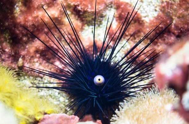 Echinodermi immagini Echinodermi immagini