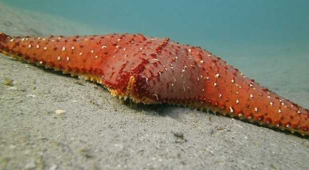 Echinodermi: come respirano Echinodermi immagini