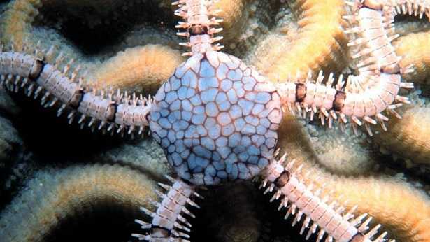 Echinodermi immagini