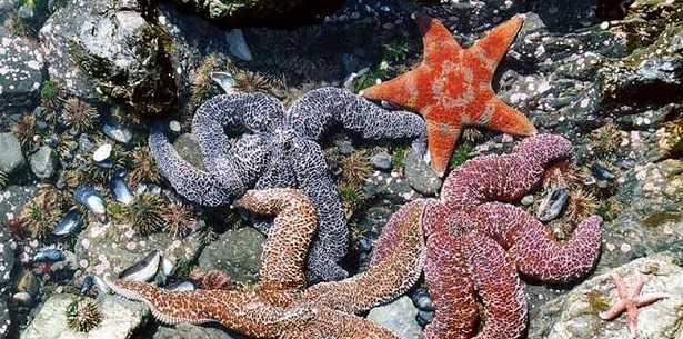 Echinodermi: esempi Echinodermi: esempi