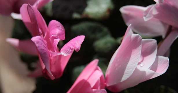 Formula fiorale: ciclamino