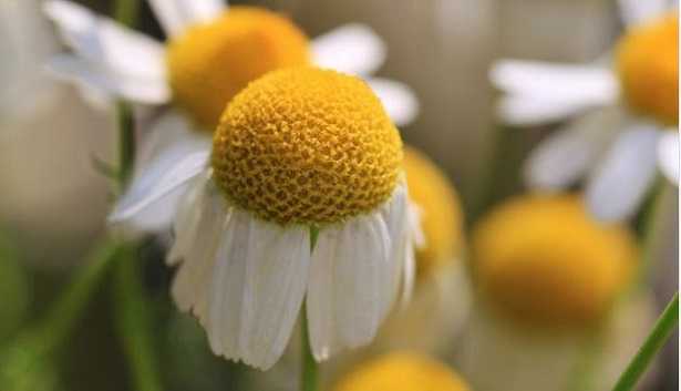 Formula fiorale e diagramma