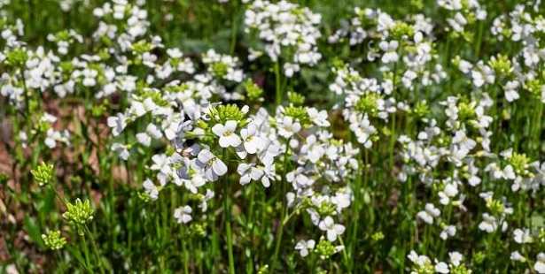 Formula fiorale: crucifere 