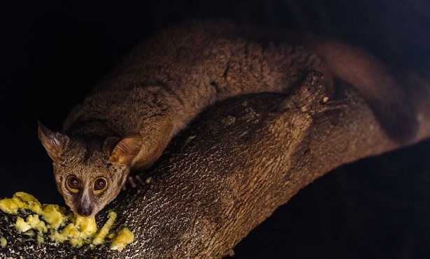 Galagone domestico Galagone domestico