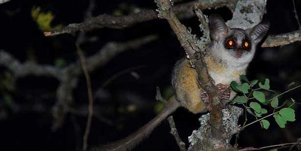 Galagone: animale Galagone: animale