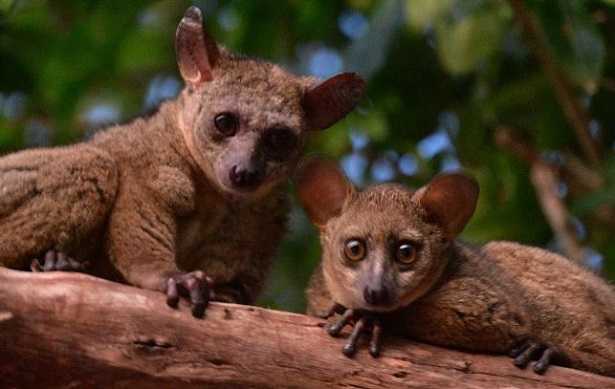 Galagone: animale