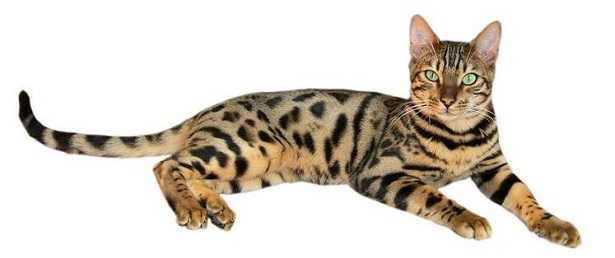 Gatti rari e costosi