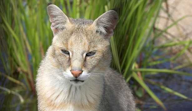 Gatto più raro del mondo