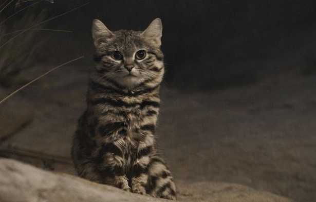 Gatto più raro del mondo