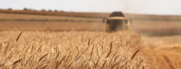 Nematocidi in commercio  