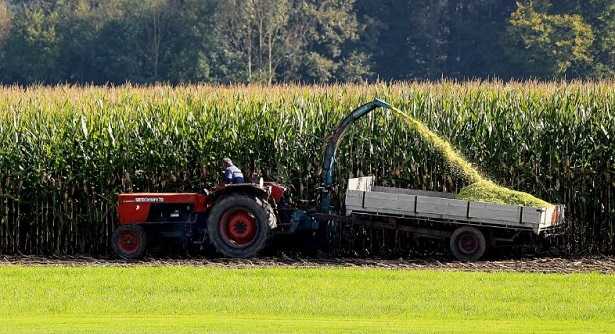 Nematocida significato 