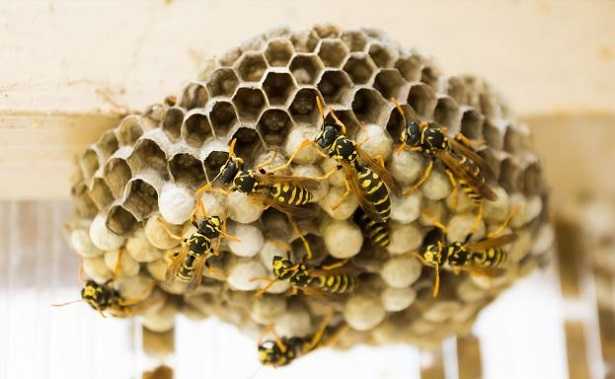 Nido di vespe Nido di vespe