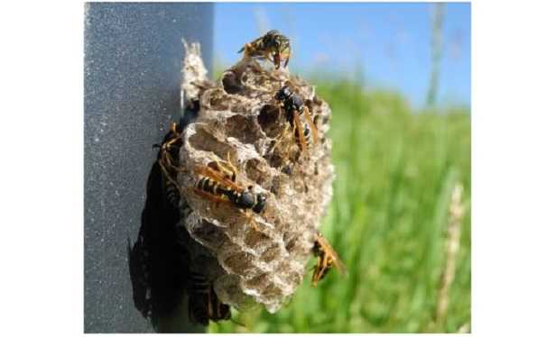 Piccolo nido di vespe Piccolo nido di vespe