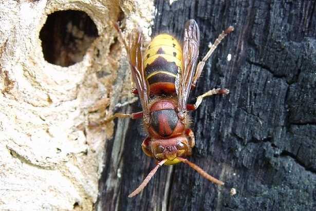 Nido di vespe sotto terra Nido di vespe sotto terra