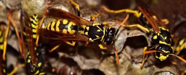 Nido di vespe Nido di vespe