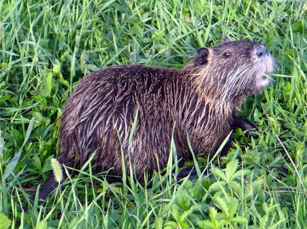 Nutria
