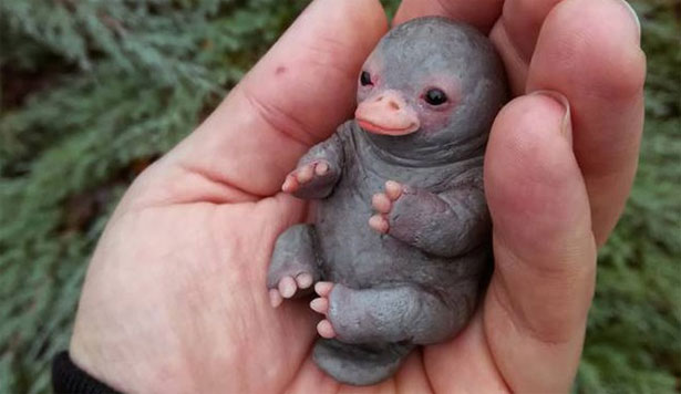 ornitorinco appena nato