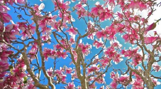 Rebirthing Rebirthing