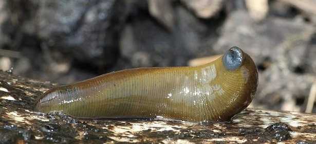 Sanguisughe in Italia