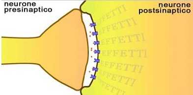 Sinapsi neuromuscolare