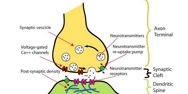 Sinapsi: significato