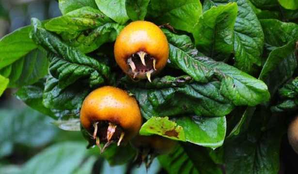 Tannino: significato Tannino: significato