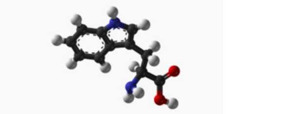 Triptofano: a cosa serve Triptofano: a cosa serve