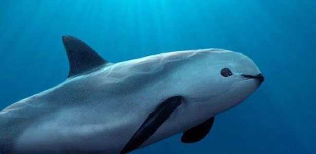 Vaquita Vaquita
