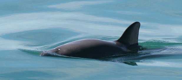 Vaquita: estinzione Vaquita: estinzione