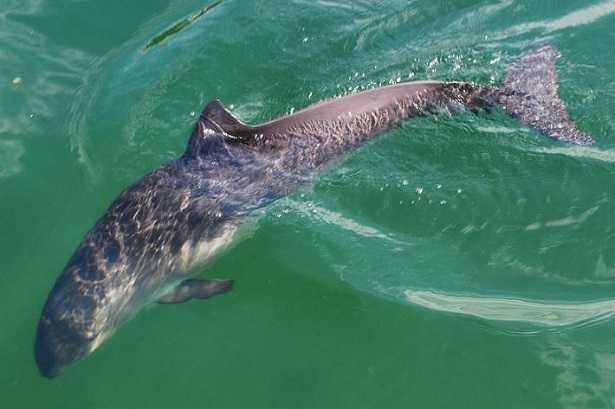 Vaquita: caratteristiche Vaquita: caratteristiche