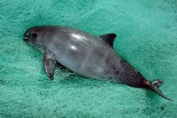 Vaquita: delfino Vaquita: delfino