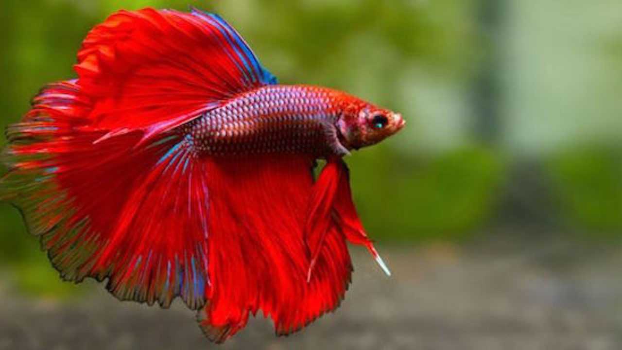 Betta Splendens Pesce Combattente Idee Green