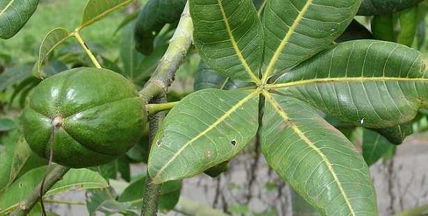 Pianta Con Tronco Intrecciato