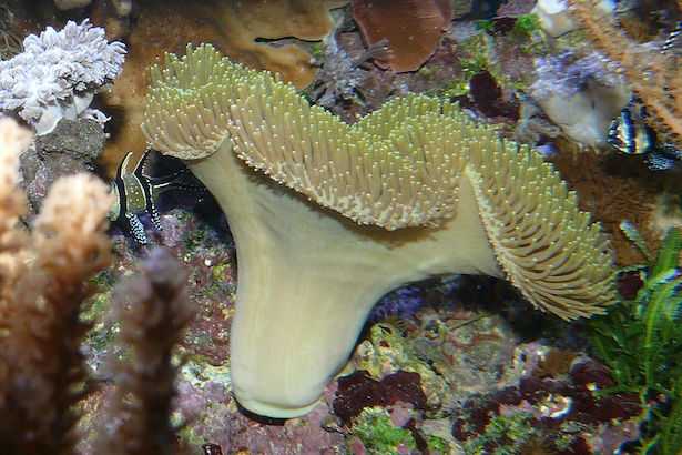 Sarcophyton posizione