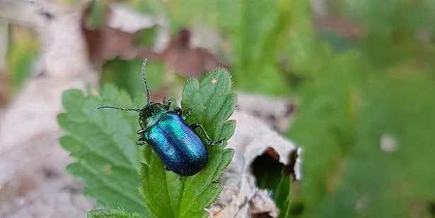 Scarabeo Ercole: nome 