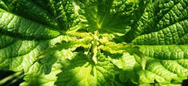 Acetilcolina:  recettori