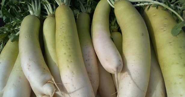 Carota bianca: sapore