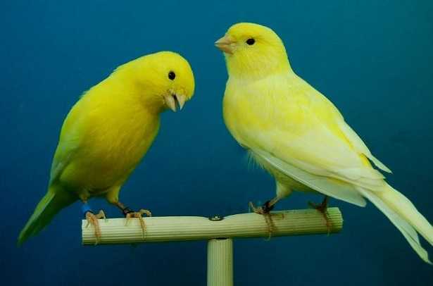 coppia di canarini