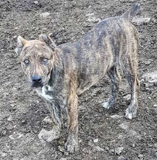 Dogo sardo: carattere 