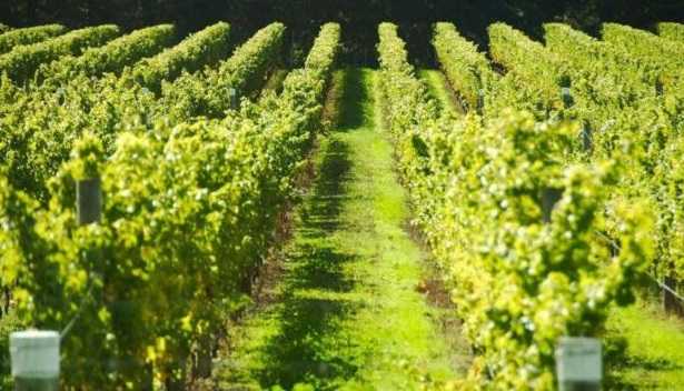 Fitoregolatori pomodoro