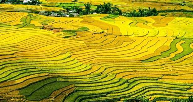 Coltivazioni a terrazzamenti