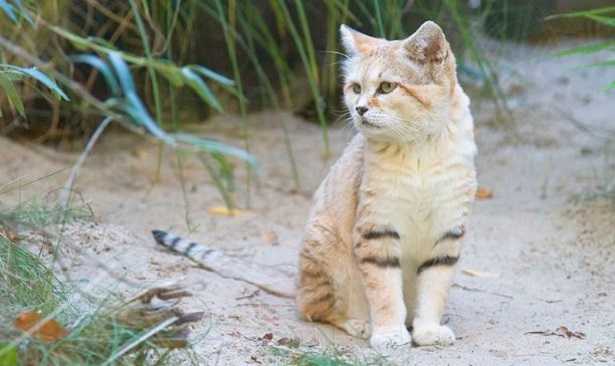 Gatto delle sabbie: caratteristiche Gatto delle sabbie: caratteristiche