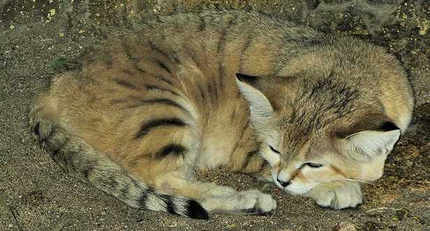 Gatto delle sabbie: abitudini Gatto delle sabbie: abitudini
