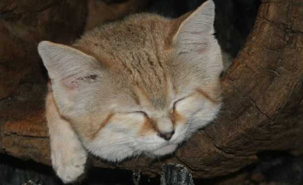 gatto delle sabbie gatto delle sabbie