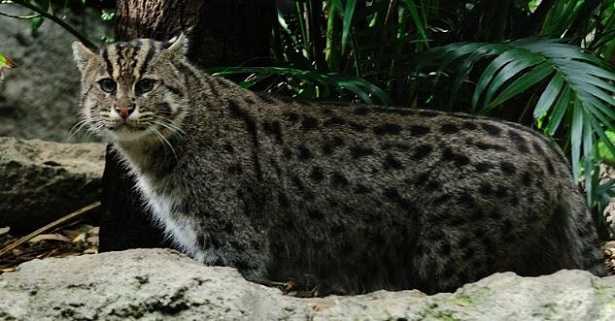 Gatto viverrino immagini 